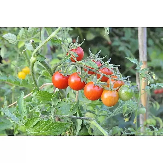 Piardino Bio Tomate - Solanum lycopersicum, 10 cm, Erntezeit: Juli - Detailaufnahme