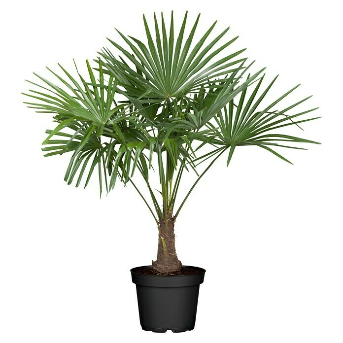 Piardino HanfpalmeTrachycarpus fortunei, Topfvolumen: 30 l Front View