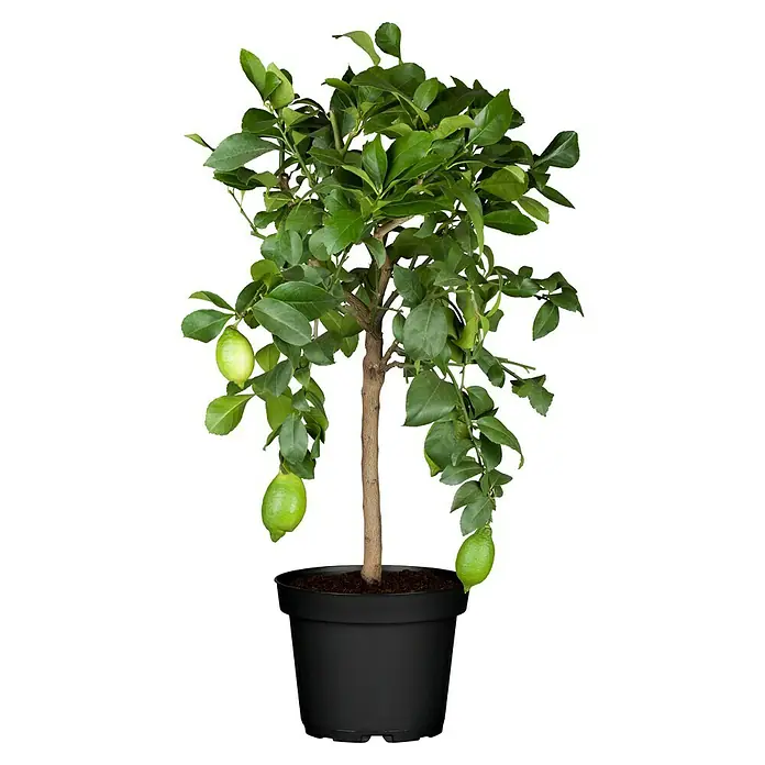 Piardino Zitronenbaum - Citrus lemon, Topfgröße: 20 cm - Ein Zitronenbaum im Topf mit grünen Blättern und einigen noch unreifen Zitronen. Perfekt als Deko für Küche oder Balkon.
