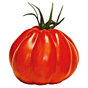 Piardino Tomate 'Corazon' (Solanum lycopersicum, 12 cm, Erntezeit: Juli) | BAUHAUS