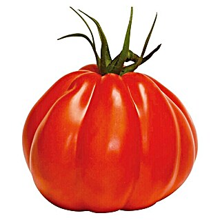 Piardino Tomate 'Corazon' (Solanum lycopersicum, 12 cm, Erntezeit: Juli)