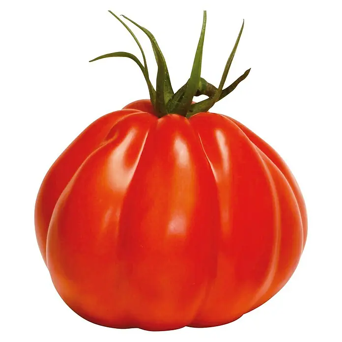Piardino Tomate 'Corazon' - Solanum lycopersicum, 12 cm, Erntezeit: Juli - Eine reife Ochsenherztomate mit grünen Stielansätzen vor schwarzem Hintergrund.