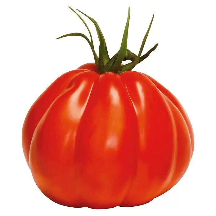 Piardino Bio TomateSolanum lycopersicum 'Corazon', 12 cm, Erntezeit: Juli