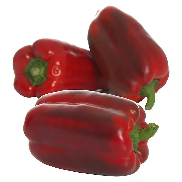 Piardino Jumbo-Paprika 'Torelus Red' - Capsicum annuum, 12 cm, Erntezeit: Juli - Vorderansicht
