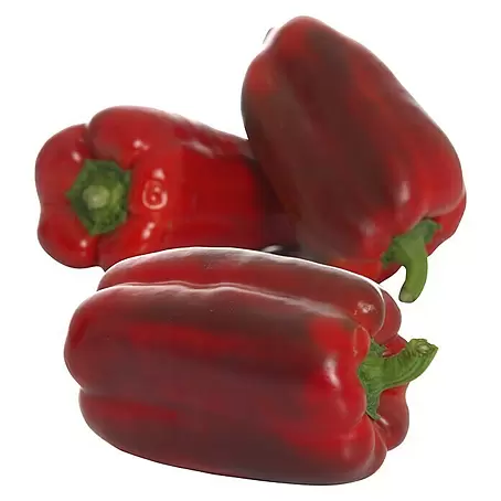 Piardino  Jumbo-Paprika 'Torelus Red'