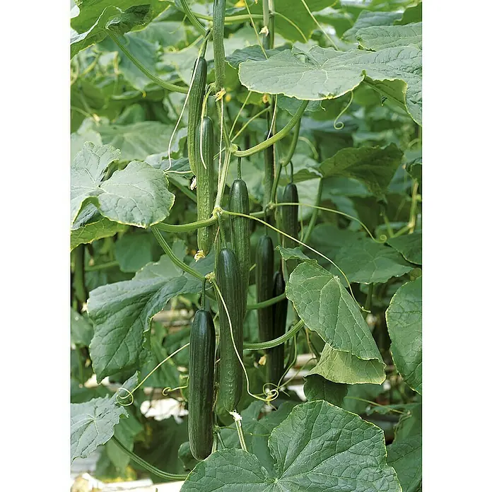 Piardino Bio Gurke Eden - Cucumis sativus 'Eden' F1, 12 cm, Erntezeit: August - Reife, grüne Gurken hängen an der Gurkenpflanze im Gewächshaus, umgeben von großen Blättern und Ranken.