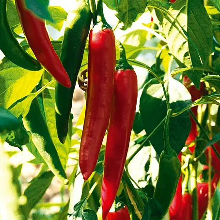 Piardino Bio Peperoni im Tontopf