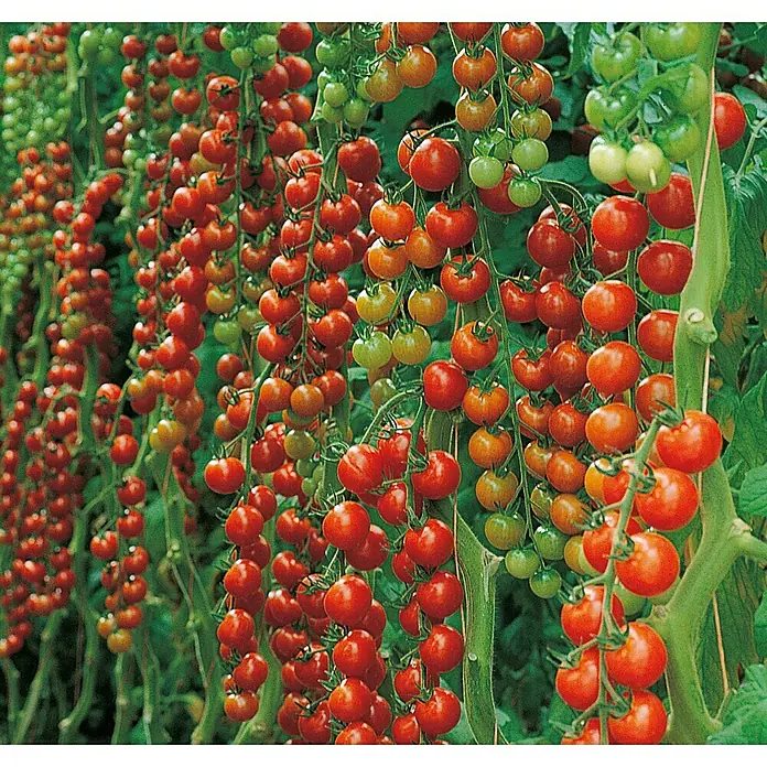 Piardino Bio Cherrytomate - Solanum lycopersicum, 12 cm, Erntezeit: Juli - Eine Fülle reifer und unreifer Kirschtomaten, die an Ranken in einem Garten hängen und eine reiche Ernte versprechen.