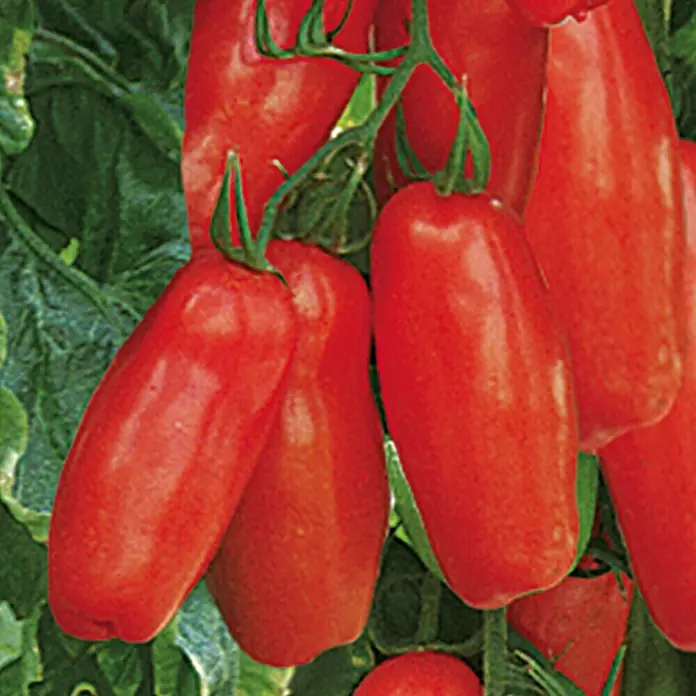 Piardino Bio Tomate - Solanum lycopersicum 'Tuma Red', 12 cm, Erntezeit: Juli - San Marzano Tomaten, eine italienische Sorte, die für ihre längliche Form und ihren süßen Geschmack bekannt ist. Perfekt für Saucen.
