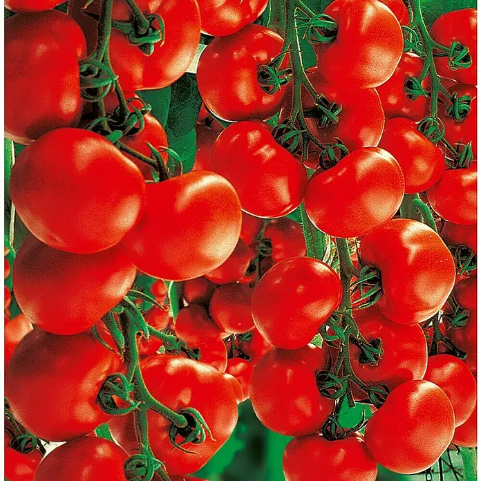 Piardino Bio Strauchtomate - Lycopersicon esculentum 'Starlias', 12 cm, Erntezeit: Juli - Nahaufnahme von einer Fülle saftiger, roter Tomaten an der Rispe, die Frische und die Fülle der Ernte versprechen.