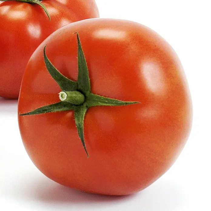 Piardino Bio Fleischtomate im Tontopf - Lycopersicon esculentum 'Imagine Maxi Red', 12 cm - Nahaufnahme von zwei saftigen, roten Tomaten mit grünen Stielen auf einem sauberen, weißen Hintergrund.