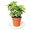 Piardino Hiedra (Hedera helix) | BAUHAUS