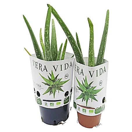 Piardino Áloe (Aloe vera, Tamaño de maceta: 14 cm)