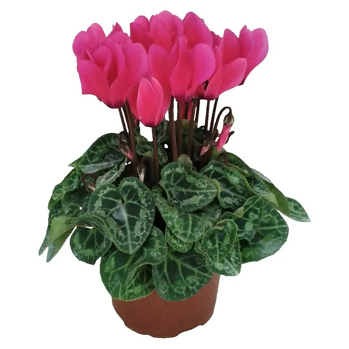 Ciclamen persicum - Cyclamen midi, Tamaño de maceta: 12 cm, En función de la variedad - Una planta de ciclamen rosa en maceta con hojas en forma de corazón y flores rosas vibrantes.