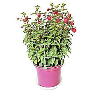 Fucsia (Fuchsia hybriden, Tamaño de maceta: 6 cm)