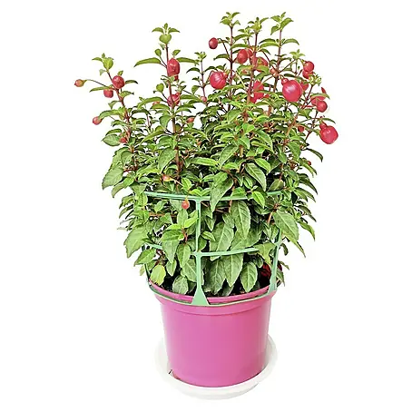 Piardino  Fucsia