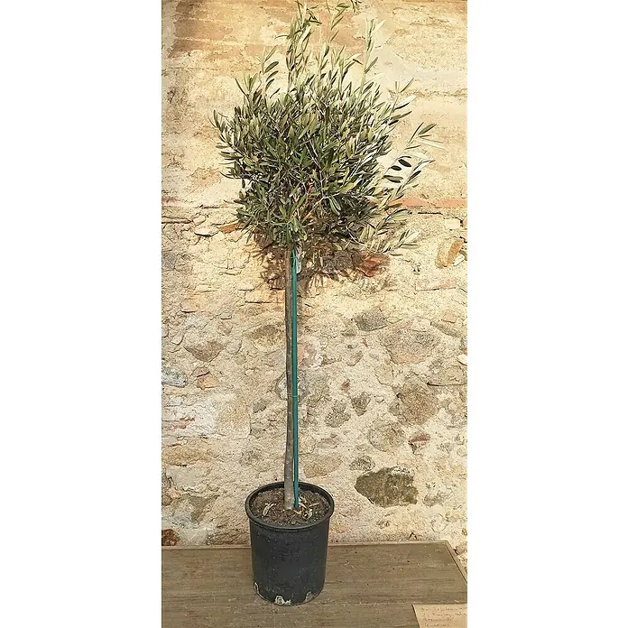 Piardino Olivo - Olea europaea, Tamaño de maceta: 24 cm - Aquí hay un olivo en maceta. El olivo es delgado y erguido, con una copa densa y verde y se alza frente a una pared de piedra.