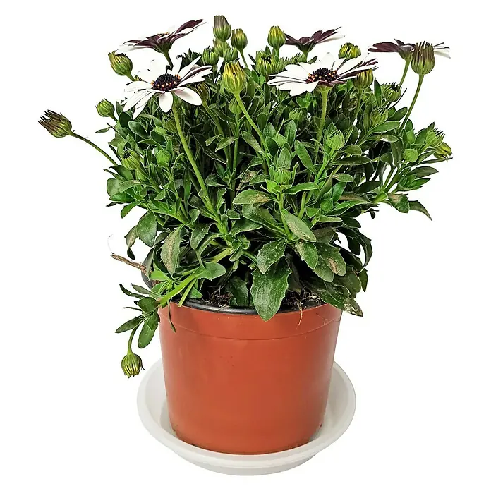 Piardino Osteospermum - Osteospermum Cape Daisy, Tamaño de maceta: 19 cm, En función de la variedad - Una planta de Osteospermum en maceta con pétalos blancos y puntas moradas oscuras, expuesta sobre un platito blanco.