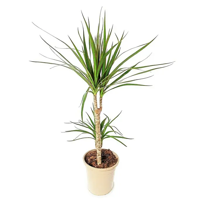 Piardino Drácena marginata - Tamaño de maceta: 15 cm, Verde - Planta de interior Dracaena marginata en maceta, una planta popular y de bajo mantenimiento para interiores.