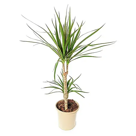 Piardino  Drácena marginata