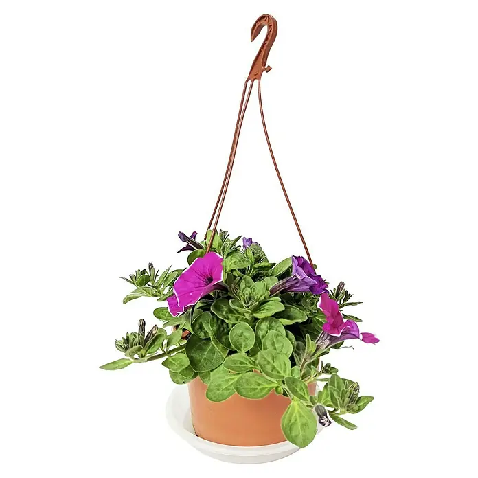 Petunia - Petunia Hybride Surfinia, Tamaño de maceta: 12 cm, En función de la variedad - Planta colgante con petunias violetas brillantes y hojas verdes en maceta de terracota, ideal para balcón o terraza.