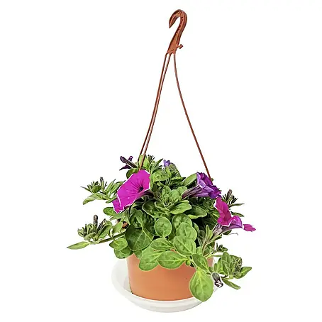 Petunia
