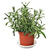 Lavanda Dentata (Lila, Época de floración: Durante todo el año) | BAUHAUS