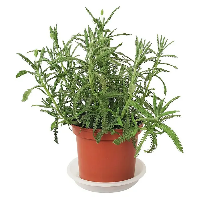 Piardino Lavanda - Lavandula dentata, Tamaño de maceta: 14 cm, Lila - Primer plano de una planta de lavanda en maceta con hojas verdes y capullos florales sobre un plato blanco con fondo negro.