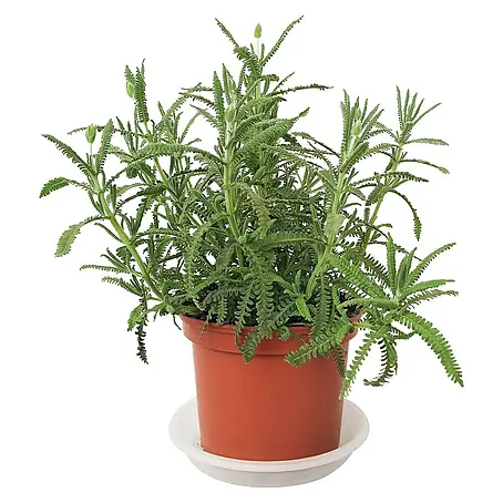 Piardino  Lavanda