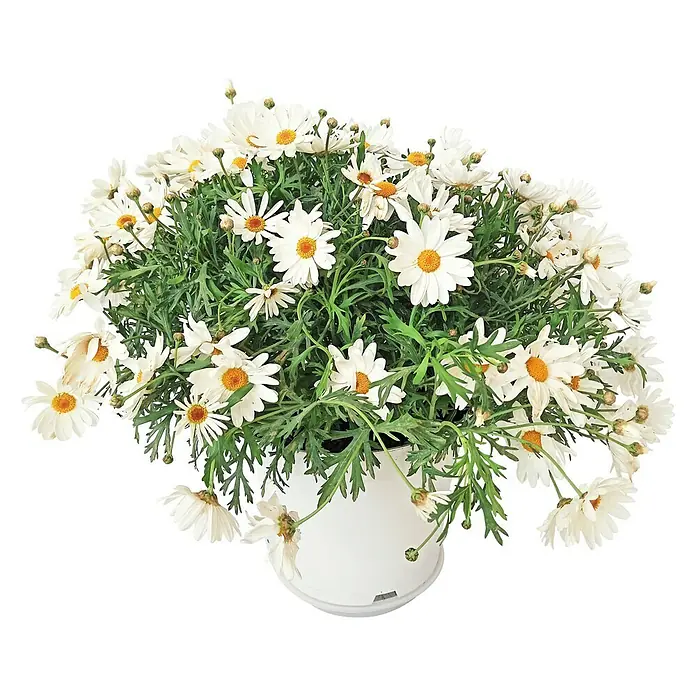 Argyranthemum - Argyranthemum frutescens, Tamaño de maceta: 18 cm, Blanco - Primer plano de una planta de margarita en una maceta blanca, que muestra abundantes flores y follaje verde.