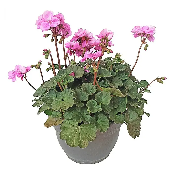Geranio Zonal - Rosa, Época de floración: Durante todo el año - Primer plano de un geranio rosa floreciente en una maceta gris, que muestra las delicadas flores y el follaje verde de la planta.