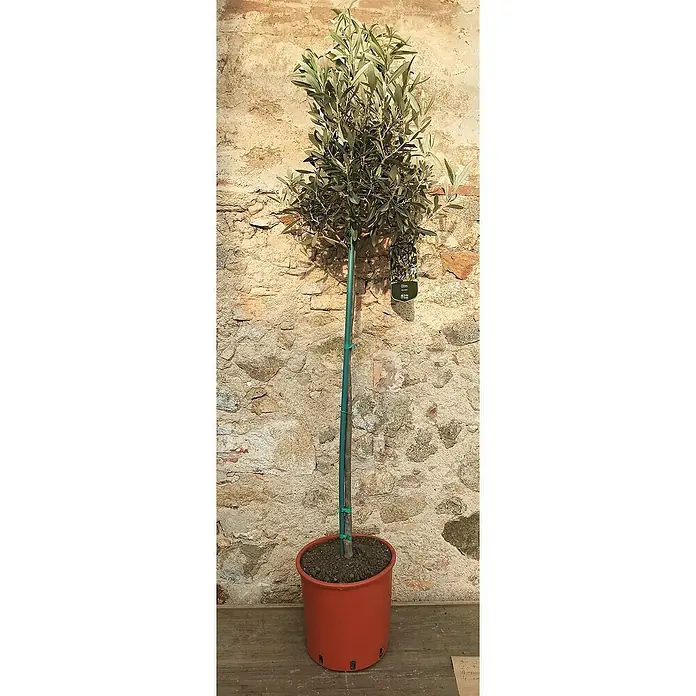 Olivo - Olea europaea, Tamaño de maceta: 22 cm - Un olivo en maceta se alza contra una pared de piedra. Tiene un tronco recto y una copa esférica de hojas.