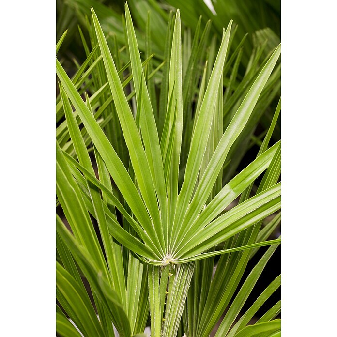 Piardino ZwergpalmeChamaerops humilis, Topfvolumen: 30 l, Grau/Grün Detail Shot