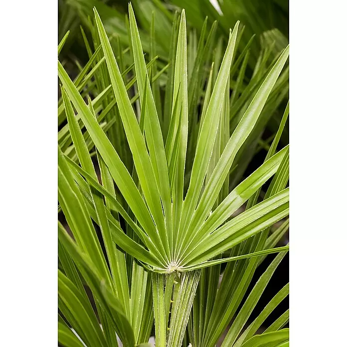 Piardino Zwergpalme - Chamaerops humilis, Topfgröße: 22 cm - Leuchtend grüne Fächerpalmenblätter mit detailreicher Textur.