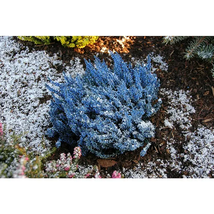 Besenheide gefärbt - Calluna vulgaris, Topfgröße: 10 cm, Gelb, Orange, Blau - Ein blaues Heidekraut ist von einer Schicht aus leichtem Schnee bedeckt. Ein Farbklecks in winterlichen Gärten, der die Schönheit der Natur zeigt.