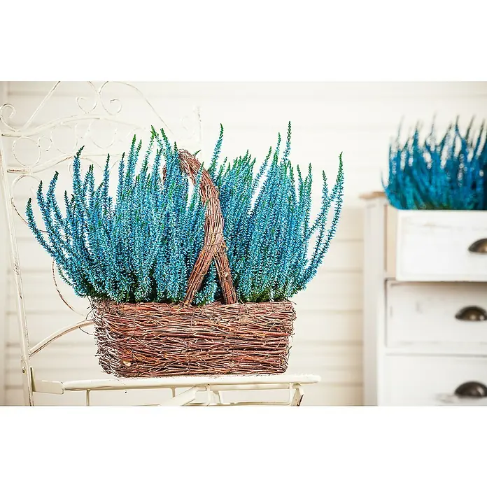 Brecina - Calluna vulgaris, Tamaño de maceta: 10 cm, En función de la variedad - Cesta con flores de Verónica azules en una silla y un jarrón de flores en un armario. Las flores de Verónica añaden un toque fresco a la habitación.