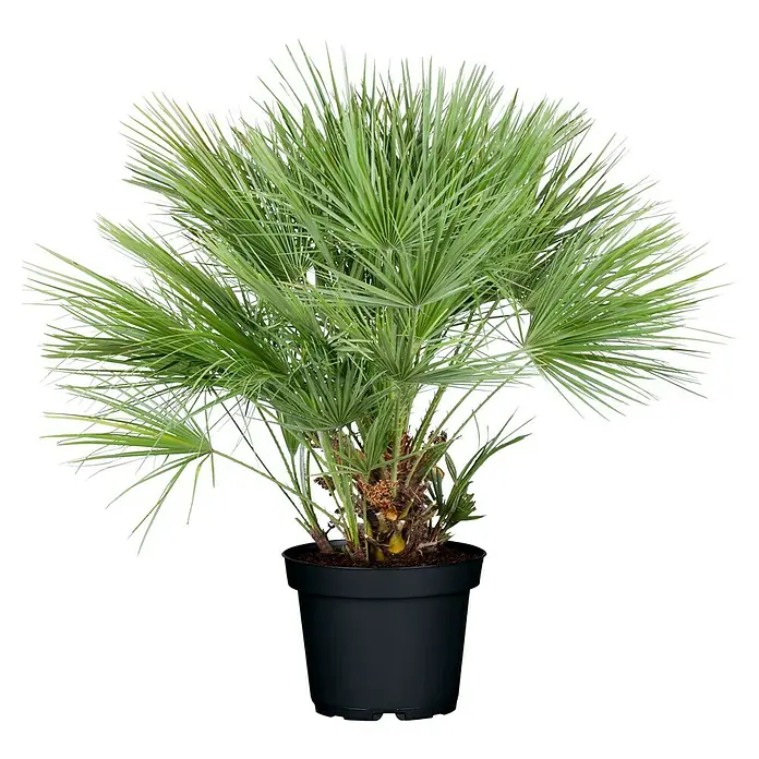 Piardino Zwergpalme - Chamaerops humilis, Topfvolumen: 30 l, Grau/Grün - Zimmerpflanze: Detailaufnahme einer Zwergpalme in einem schwarzen Topf vor einem schwarzen Hintergrund.