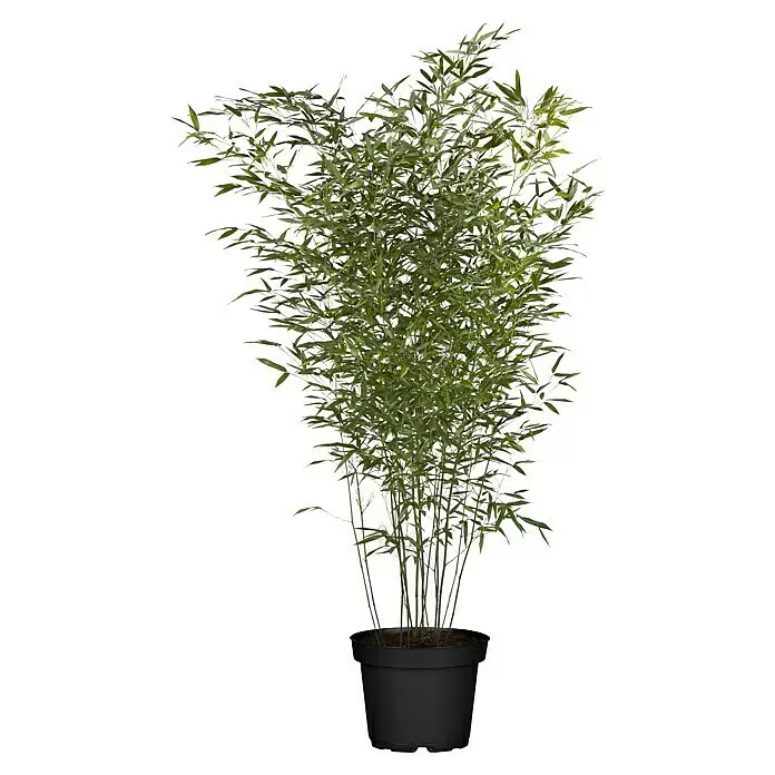 Piardino Bambus - Phyllostachys in Sorten, Topfvolumen: 18 l - Üppige grüne Bambuspflanze im schwarzen Topf.
