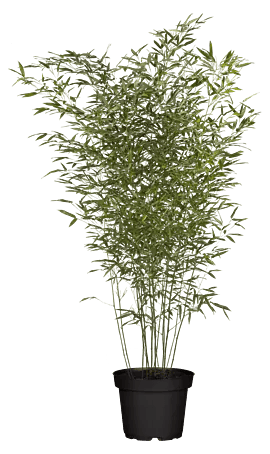 astrophytum ornatum Astrophytum ornatum Hybrid Monk Hood Cactus Plant