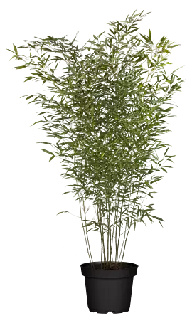 Piardino Bambus - Phyllostachys in Sorten, Topfvolumen: 18 l online kaufen  bei BAUHAUS