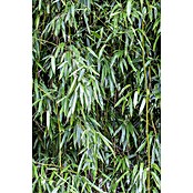 Bambusa phyllostachys 18 i.S. gem. immer