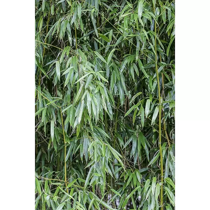 Piardino Bambus - Phyllostachys in Sorten, Topfvolumen: 18 l - Üppiger grüner Bambus mit schlanken Blättern und gelb-grünen Stängeln.