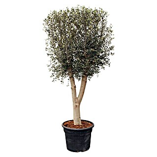 Piardino Olivenbaum (Olea europaea 'Andalucia Nuevos', Topfvolumen: 65 l)