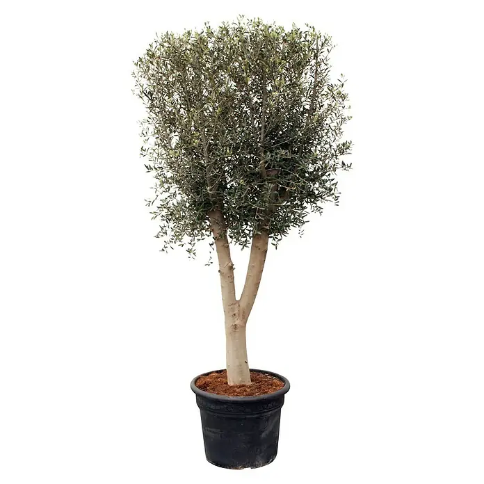 Piardino Olivenbaum - Olea europaea, Topfvolumen: 110 l - Olivenbaum im Topf. Dieser dekorative Olivenbaum bringt mediterranes Flair in jeden Raum und ist ein echter Blickfang.