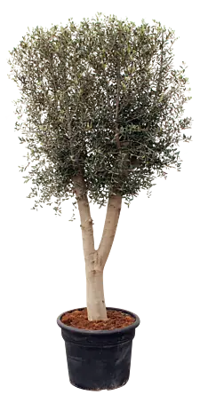 Piardino Olivenbaum - Olea europaea, Topfvolumen: 110 l online kaufen bei  BAUHAUS