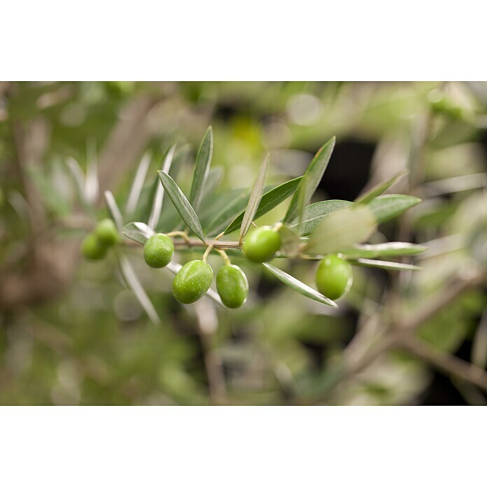 Piardino OlivenbaumOlea europaea, Topfvolumen: 285 l Detail Shot