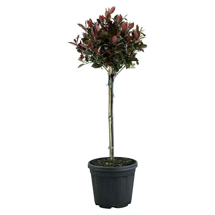 Fotinia - Photinia fraseri 'Robin rojo', 10 l - Un árbol topiario Photinia Red Robin en maceta. El árbol tiene hojas rojas y un tallo recto, que se coloca en una maceta negra.