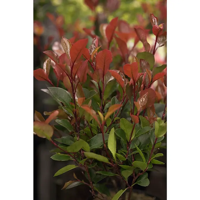 Fotinia - Photinia fraseri 'Robin rojo', 10 l - Primer plano de un arbusto de fotinia con una mezcla de hojas rojas y verdes, destacando los colores vibrantes y la textura de la planta.