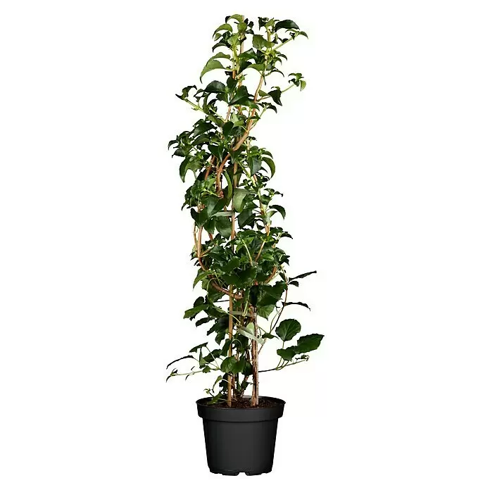 Piardino Kletterhortensie - Hydrangea petiolaris, Topfgröße: 23 - Vorderansicht
