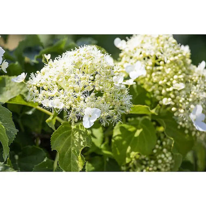 Piardino Kletterhortensie - Hydrangea petiolaris, Topfgröße: 26 cm - Nahaufnahme der zarten weißen Blüten einer Hortensie mit grünen Blättern, die ihre filigrane Schönheit und Textur hervorhebt.